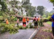Personil Polsek Jalan cagak Bantu Evakuasi Pohon Tumbang di Kp. Jabong Desa Curug rendeng