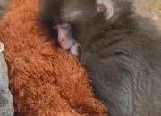 Ditinggal Induk Sejak Lahir, Bayi Monyet di Jepang Temukan Kehangatan dari Boneka