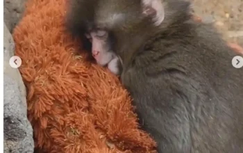 Ditinggal Induk Sejak Lahir, Bayi Monyet di Jepang Temukan Kehangatan dari Boneka