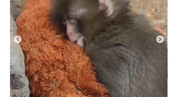 Ditinggal Induk Sejak Lahir, Bayi Monyet di Jepang Temukan Kehangatan dari Boneka