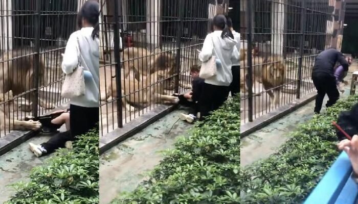 Insiden Singa di Shantou: Gadis 10 Tahun Nyaris Terseret ke Dalam Kandang, Kebun Binatang Ditutup Sementara