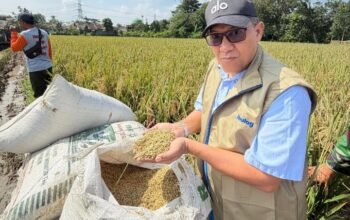 Subang Anti-Lapar! Stok Beras Aman Sampai 2026, Kemasan 2 Kg Segera Hadir di Pasar