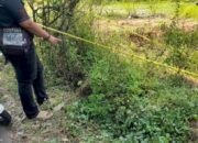 Diduga Dibuang Usai Lahir, Bayi Perempuan Ditemukan di Semak-semak