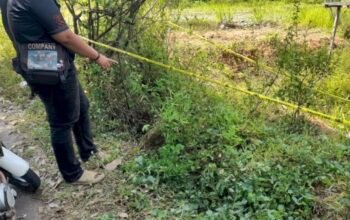 Diduga Dibuang Usai Lahir, Bayi Perempuan Ditemukan di Semak-semak