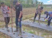 Polsek Batumandi Perkuat Ketahanan Pangan Melalui Pendampingan Petani Jagung
