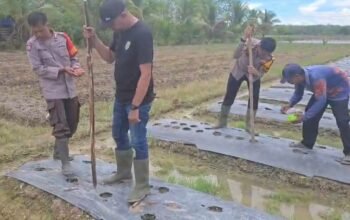 Polsek Batumandi Perkuat Ketahanan Pangan Melalui Pendampingan Petani Jagung