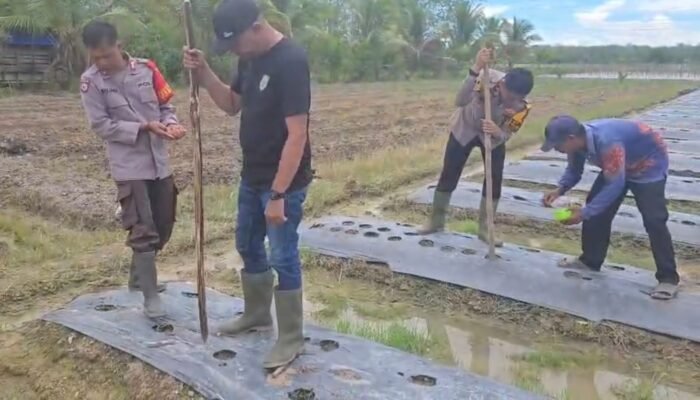 Polsek Batumandi Perkuat Ketahanan Pangan Melalui Pendampingan Petani Jagung