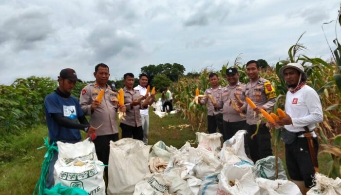 Kapolsek Pagaden Bersama Personel dan Warga Binaan Panen Jagung, Wujud Nyata Dukungan Swasembada dan Ketahanan Pangan Nasional