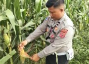 Polsek Jajaran Polres Subang Tinjau Lahan Pertanian Jagung untuk Dukung Swasembada Pangan NasionalMinggu, 14 Juni 2026