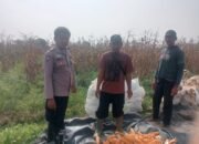 Anggota Polsek Jajaran Polres Subang Ikut Panen di Desa Binaan, Dukung Ketahanan Pangan Nasional