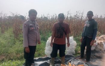 Anggota Polsek Jajaran Polres Subang Ikut Panen di Desa Binaan, Dukung Ketahanan Pangan Nasional