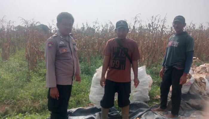 Anggota Polsek Jajaran Polres Subang Ikut Panen di Desa Binaan, Dukung Ketahanan Pangan Nasional