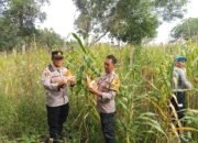 Polsek Pamanukan Tinjau Lahan Jagung di Desa Binaan, Dukung Swasembada dan Ketahanan Pangan Nasional‎