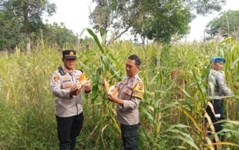 Polsek Pamanukan Tinjau Lahan Jagung di Desa Binaan, Dukung Swasembada dan Ketahanan Pangan Nasional‎