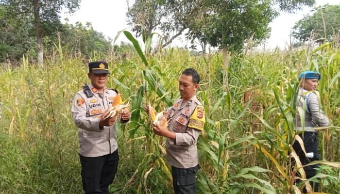 Polsek Pamanukan Tinjau Lahan Jagung di Desa Binaan, Dukung Swasembada dan Ketahanan Pangan Nasional‎