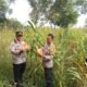 Polsek Pamanukan Tinjau Lahan Jagung di Desa Binaan, Dukung Swasembada dan Ketahanan Pangan Nasional‎