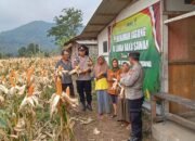 Personel Polsek Jajaran Polres Subang Tinjau Lahan Jagung, Dukung Swasembada Pangan dan Perkuat Ketahanan Pangan Nasional