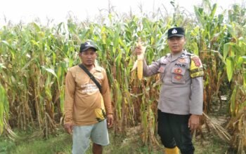 Bhabinkamtibmas Polsek Cipeundeuy Tinjau Lahan Jagung di Desa Binaan, Dukung Ketahanan Pangan Nasional