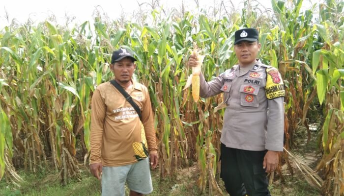 Bhabinkamtibmas Polsek Cipeundeuy Tinjau Lahan Jagung di Desa Binaan, Dukung Ketahanan Pangan Nasional