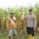 Bhabinkamtibmas Polsek Cipeundeuy Tinjau Lahan Jagung di Desa Binaan, Dukung Ketahanan Pangan Nasional