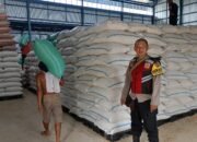 Polsek Ciasem Cek Stok Jagung Pascapanen dan Tinjau Lahan Binaan, Dukung Ketahanan Pangan Nasional