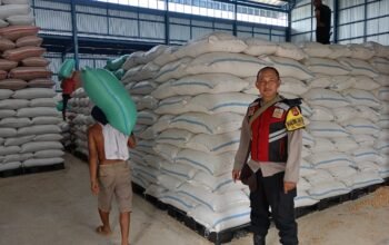 Polsek Ciasem Cek Stok Jagung Pascapanen dan Tinjau Lahan Binaan, Dukung Ketahanan Pangan Nasional
