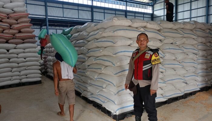 Polsek Ciasem Cek Stok Jagung Pascapanen dan Tinjau Lahan Binaan, Dukung Ketahanan Pangan Nasional