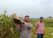 Bhabinkamtibmas Polres Subang Panen Bersama Warga, Perkuat Ketahanan Pangan dan Kedekatan dengan Masyarakat