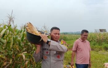 Bhabinkamtibmas Polres Subang Panen Bersama Warga, Perkuat Ketahanan Pangan dan Kedekatan dengan Masyarakat