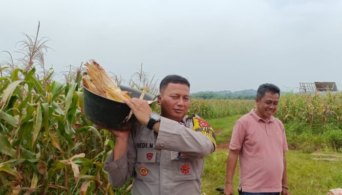 Bhabinkamtibmas Polres Subang Panen Bersama Warga, Perkuat Ketahanan Pangan dan Kedekatan dengan Masyarakat