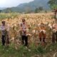 Kapolsek Cisalak Polres Subang Pimpin Panen di Desa Binaan, Dukung Swasembada dan Ketahanan Pangan Nasional