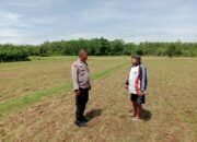 Kapolsek Subang Kota Tinjau Lahan Pertanian Jagung, Dukung Ketahanan Pangan Nasional