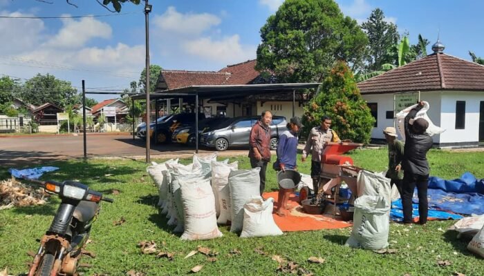 Polres Subang Dukung Ketahanan Pangan Polri Melalui Kegiatan Pemipihan dan Panen Jagung