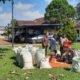 Polres Subang Dukung Ketahanan Pangan Polri Melalui Kegiatan Pemipihan dan Panen Jagung