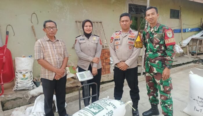 Personel Bag SDM Polres Subang Panen Bersama di Polsek Jajaran, Perkuat Sinergitas TNI-Polri Dukung Ketahanan Pangan Nasional