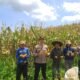 Kapolsek Tanjungsiang Polres Subang Panen Bersama Warga, Perkuat Ketahanan Pangan dan Kedekatan dengan Masyarakat