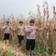 Kapolsek Cipeundeuy Pimpin Panen Jagung di Lahan Binaan, Wujud Nyata Dukungan Ketahanan Pangan Polri