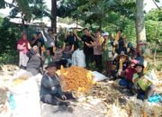 Polsek Jajaran Polres Subang Laksanakan Panen Jagung Dukung Ketahanan Pangan Nasional