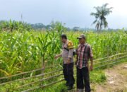 Polres Subang dan Jajaran Laksanakan Penanaman Jagung di Desa Binaan