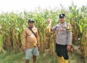 Panen Serentak di Wilkum Polsek Jajaran Polres Subang Dukung Ketahanan Pangan Polri