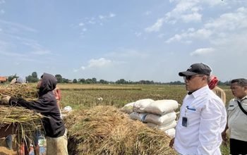 BULOG Cetak Rekor Sejarah, Pengadaan Beras Tembus 4 Juta Ton